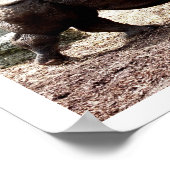 Poster rhino indien (Coin)