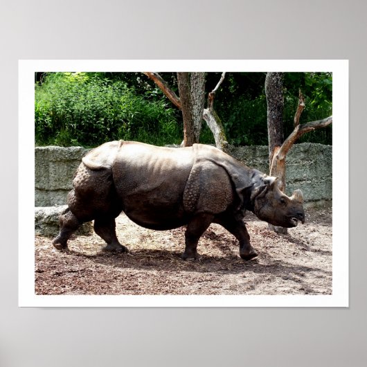 Poster rhino indien (Devant)