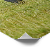 Poster Rhinocéroceros blancs et Flamants roses de moindre (Coin)