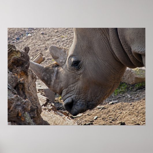 Poster Rhinoceros (Devant)