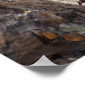 Poster Rhinoceros (Coin)