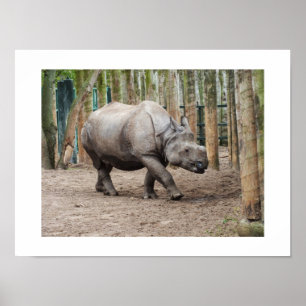 Poster rhinocéros à une corne