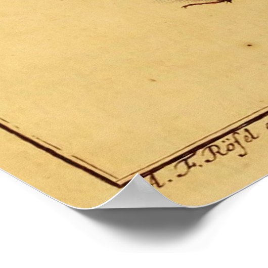 Poster Rhinoceros Beetles (Coin)