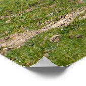 Poster rhinocéros blancs marchant sur l'herbe (Coin)