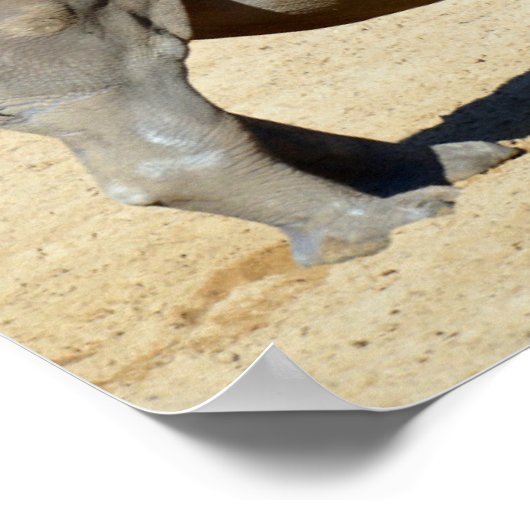 Poster Rhinocéros blancs sur le sable (Coin)