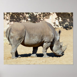 Poster Rhinocéros blancs sur le sable