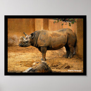 Poster Rhinocéros dos au mur