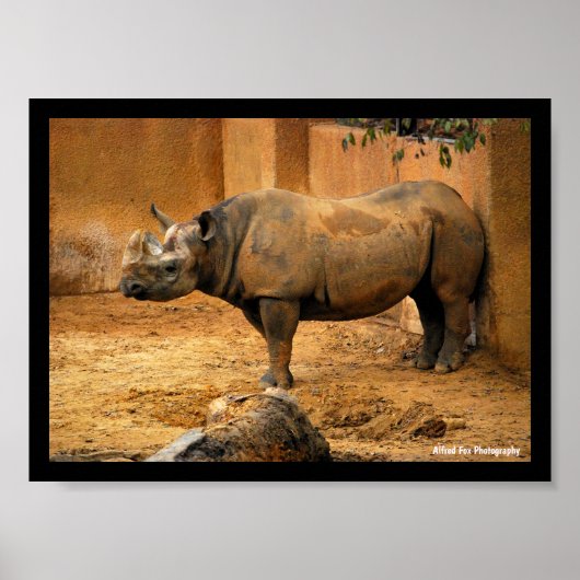 Poster Rhinocéros dos au mur (Devant)