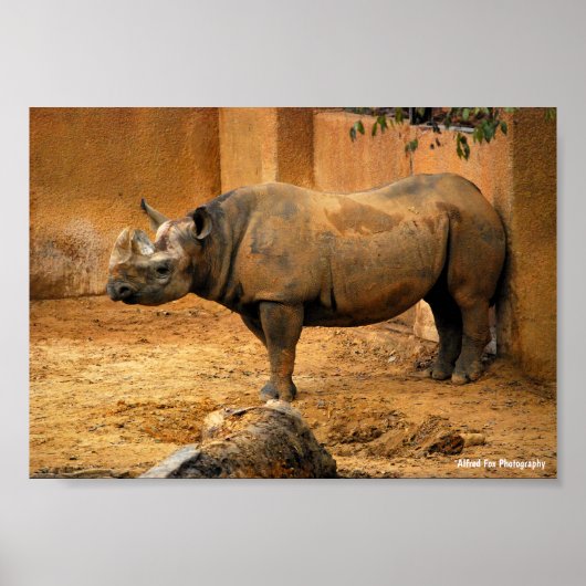 Poster Rhinocéros dos au mur (Devant)