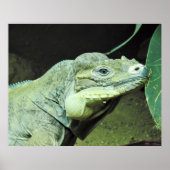 Poster Rhinoceros Iguana (Devant)