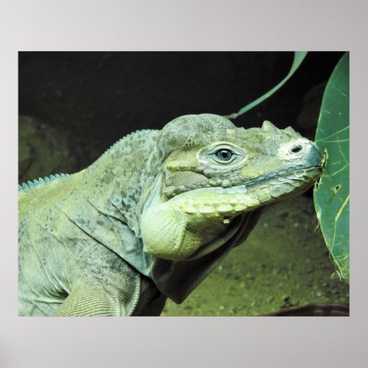 Poster Rhinoceros Iguana (Devant)