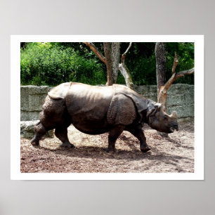Poster Rhinocéros indien