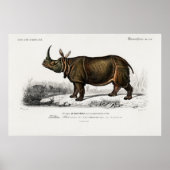 Poster Rhinocéros indiens par Charles Dessalines d'Orbign (Devant)