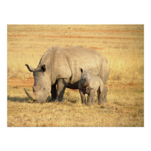 Poster rhinocéros mignons en afrique