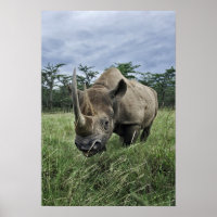 Rhinoceros noirs, Diceros bicornis, Kenya