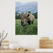 Poster Rhinoceros noirs | Kenya (Cuisine)