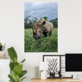 Poster Rhinoceros noirs | Kenya (Bureau à domicile)