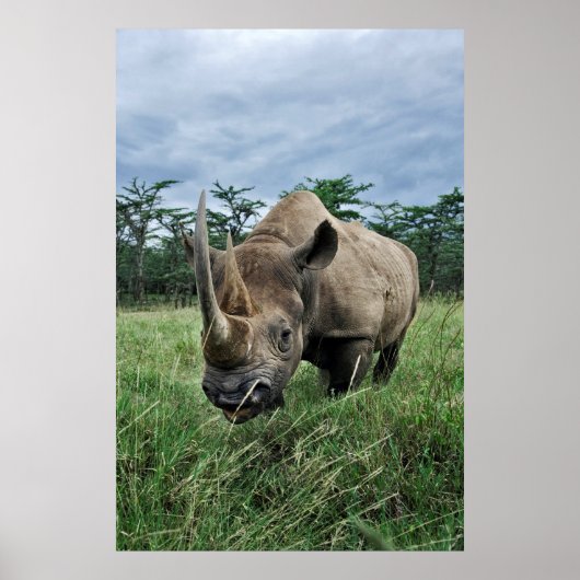 Poster Rhinoceros noirs | Kenya (Devant)