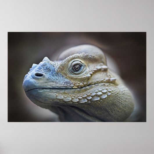 POSTER RHINOCERUS IGUANA, CARAÏBES (Devant)