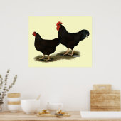 Poster Rhode Island Red Bantams (Cuisine)