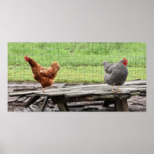 Poster Rhode Island Red et Plymouth Rock Hens (Devant)