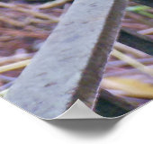 Poster Rhode Island Red Hen (Coin)