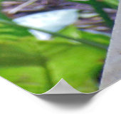 Poster Rhode Island Red Hen (Coin)