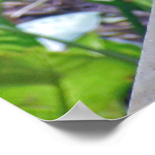 Poster Rhode Island Red Hen (Coin)