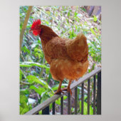 Poster Rhode Island Red Hen (Devant)