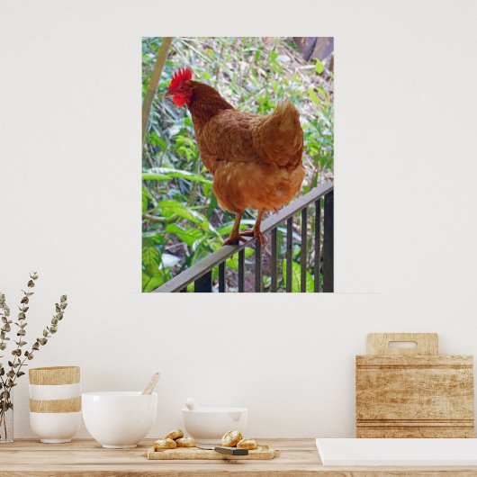Poster Rhode Island Red Hen (Cuisine)