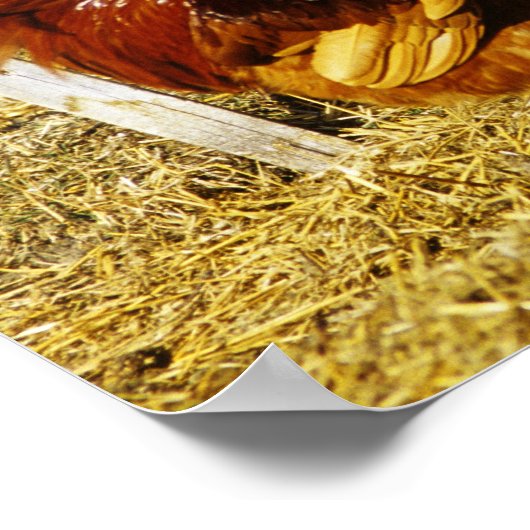 Poster Rhode Island Red Rooster (Coin)