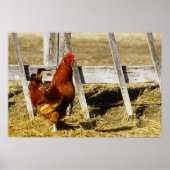 Poster Rhode Island Red Rooster (Devant)