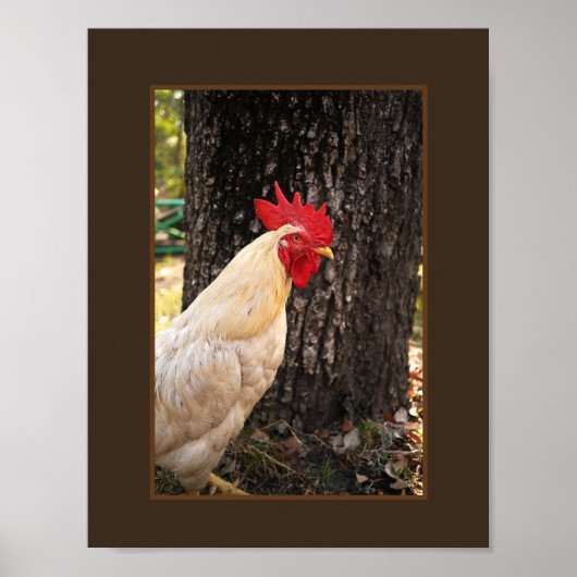 Poster-Rhode Island White Rooster Poster (Voorkant)