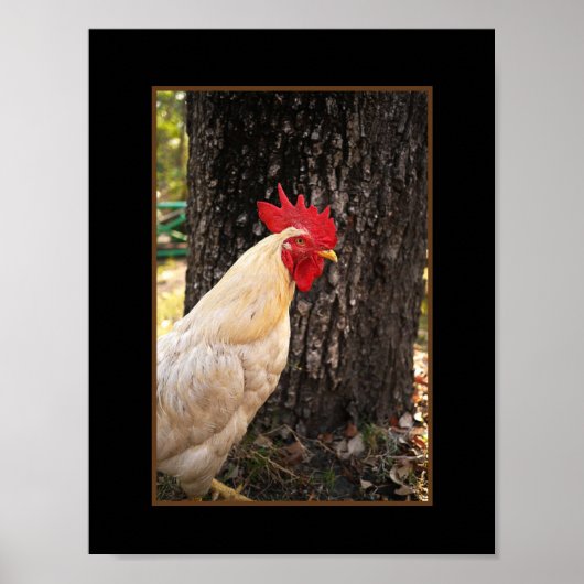 Poster-Rhode Island White Rooster Poster (Voorkant)
