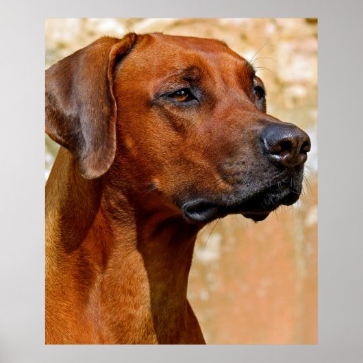 Poster Rhodesian ridgeback (Devant)