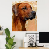 Poster Rhodesian ridgeback (Bureau à domicile)