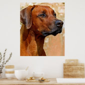 Poster Rhodesian ridgeback (Cuisine)
