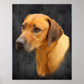 Poster Rhodesian Ridgeback (Devant)