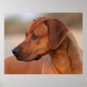 Poster Rhodesian Ridgeback (Devant)