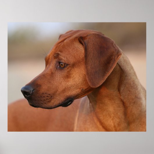 Poster Rhodesian Ridgeback (Devant)