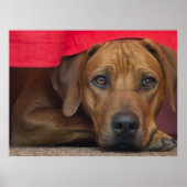 Poster Rhodesian Ridgeback (Devant)