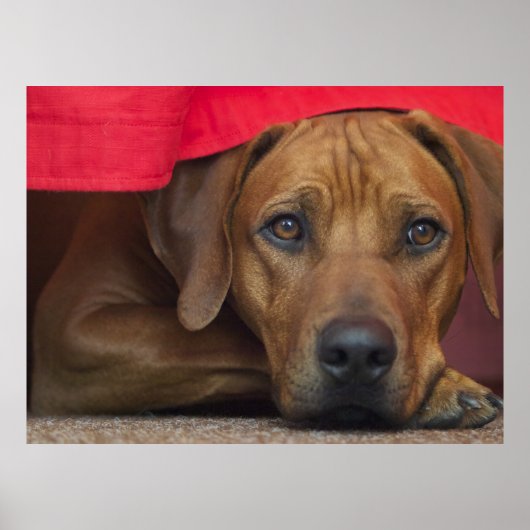 Poster Rhodesian Ridgeback (Devant)