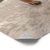 Poster RHODESIAN RIDGEBACK Dog Pet Breed Mischief (Coin)