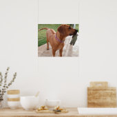 Poster RHODESIAN RIDGEBACK Dog Pet Breed Mischief (Cuisine)