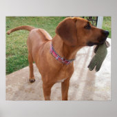 Poster RHODESIAN RIDGEBACK Dog Pet Breed Mischief (Devant)