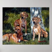 Poster Rhodesian Ridgebacks Portrait de chien (Devant)