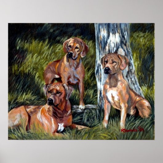 Poster Rhodesian Ridgebacks Portrait de chien (Devant)