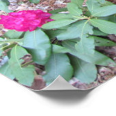 Poster Rhododendron (Coin)