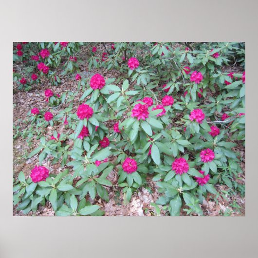 Poster Rhododendron (Devant)