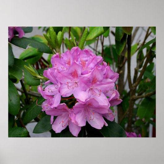 Poster Rhododendron (Devant)